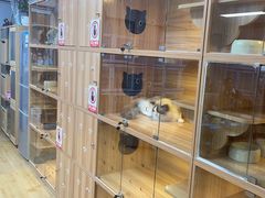 -喵百万·布偶·蓝金金渐层英短·猫舍(百子湾店)