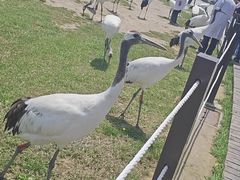 -盐城丹顶鹤湿地生态旅游区