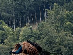 -西双版纳原始森林公园