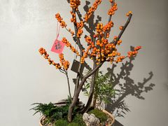 -云溪植物园