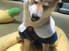 -逗柴咖啡屋·狗咖猫咖宠物桌游