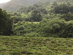 -杭州西湖风景名胜区-三生石