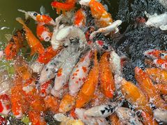 -南宫五洲植物乐园