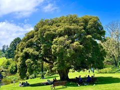 -墨尔本皇家植物园