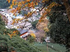 -龙井村