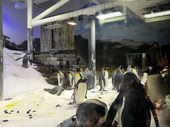 -悉尼海洋生物水族馆