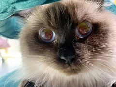 -喵喵咪呀布偶猫咖(春熙路店)