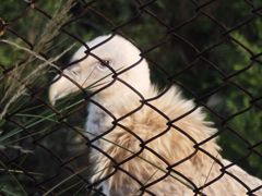 -青藏高原野生动物园