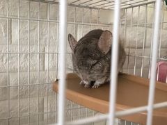 -平行世界·猫咖(首经贸店)