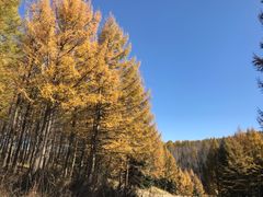 -塞罕坝国家级自然保护区