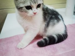 -北京观赏动物医院·24小时大型综合·猫专科·异宠专科