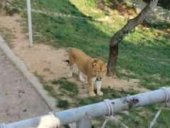 -西霞口神雕山野生动物世界