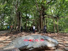 -中国科学院西双版纳热带植物园