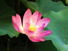-陈家山荷花公园