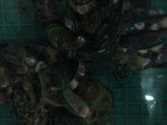 青口-浪琴湾尾角仔海鲜坊