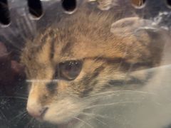 -心仪动物医院·牙专科·肿瘤·心脏科(西客站院)