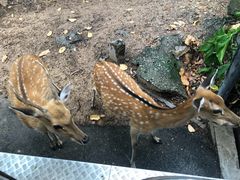 -清迈夜间动物园