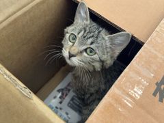 -瑞派·关忠动物医院·猫专科·犬专科(三环新城店)