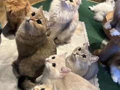 -喵的天空名猫咖啡馆·撸猫·猫舍·用品