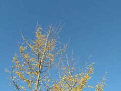 -洨河生态公园