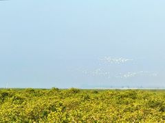 -北海金海湾红树林生态旅游区