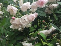 -西湖外事游船(花港观鱼码头)