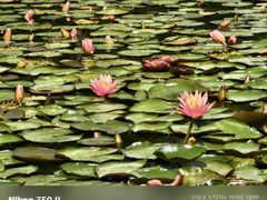 -白鹭湾湿地公园
