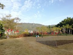 -银湖山郊野公园-相思林