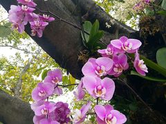 -荔香公园