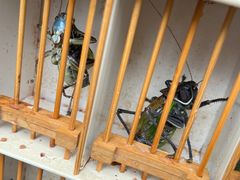 -青石桥花鸟鱼虫市场(叠翠城店)