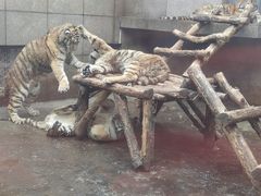 -西安秦岭野生动物园