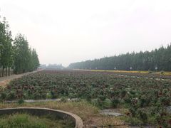 -上海长兴岛郊野公园