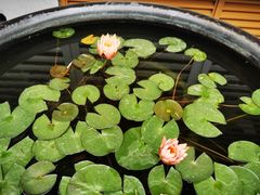 -龙华素斋(龙华路店)