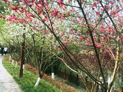 -重庆彩云湖湿地公园