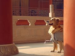 -超宠爱宠物摄影-Super pet