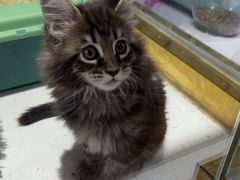 -糯米喵星人总部直营旗舰店·猫舍·幼猫出售