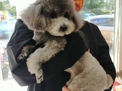 -宠福鑫康馨动物医院·骨科·眼科