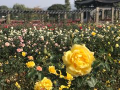 -龙寺生态园
