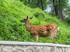 -大连森林动物园