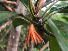 -东寨港红树林旅游区