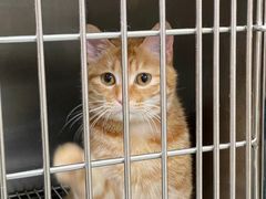 -仁华宠物医院(青羊店)