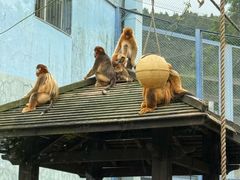 -大连森林动物园