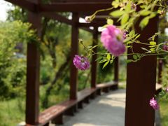 -鹅湖玫瑰文化园