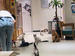 -藏猫猫咖啡主题馆(中央大道店)