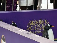 -沈阳奥体冰雪嘉年华