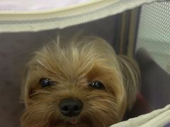 -北京观赏动物医院·24小时大型综合·猫专科·异宠专科