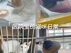 -派美特宠物医院·核磁CT·骨科肿瘤·疑难转诊(沈农禾丰店)