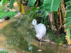 -海南热带野生动植物园