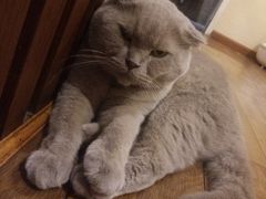 -猫友咖啡店(玉林西路店)