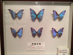 12.5-上海大自然野生昆虫馆